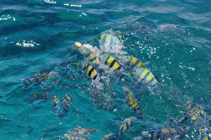 Water Quality Kuwait News