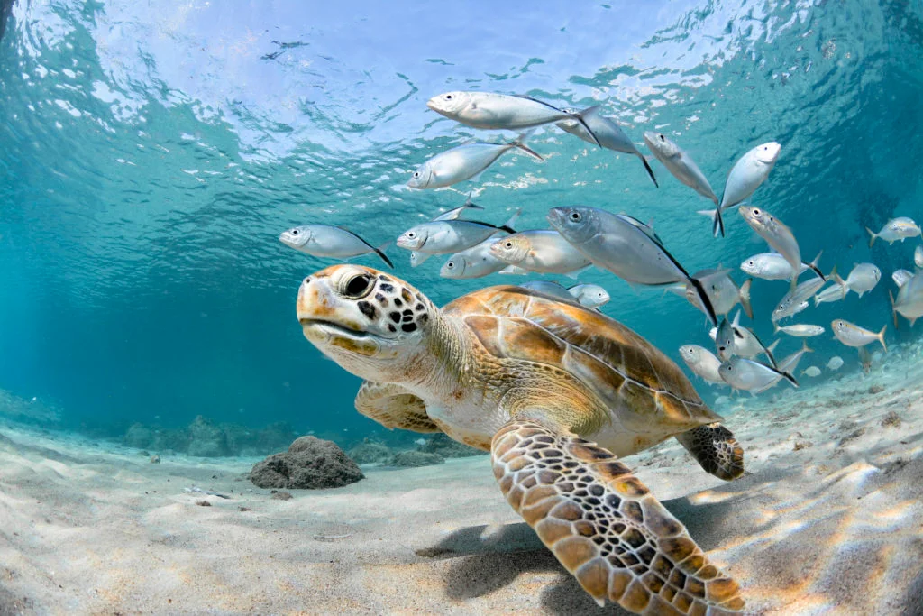Protection of Marine Biodiversity in the RSA