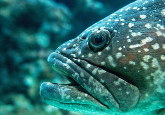 Top 5 Most Endangered Fish in the ROPME Sea Area