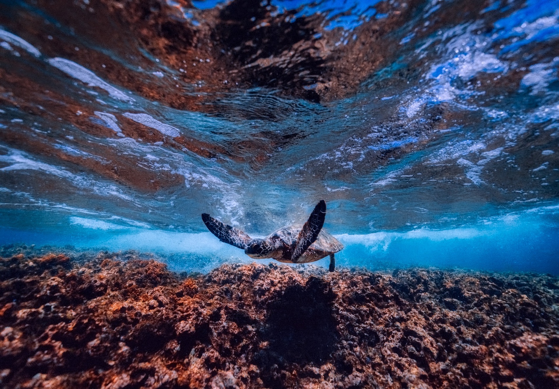 Marine Fisheries Climate Change Adaptation