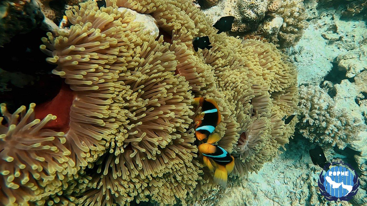 Tides of Life: A Visual Journey Through Kuwaiti Waters