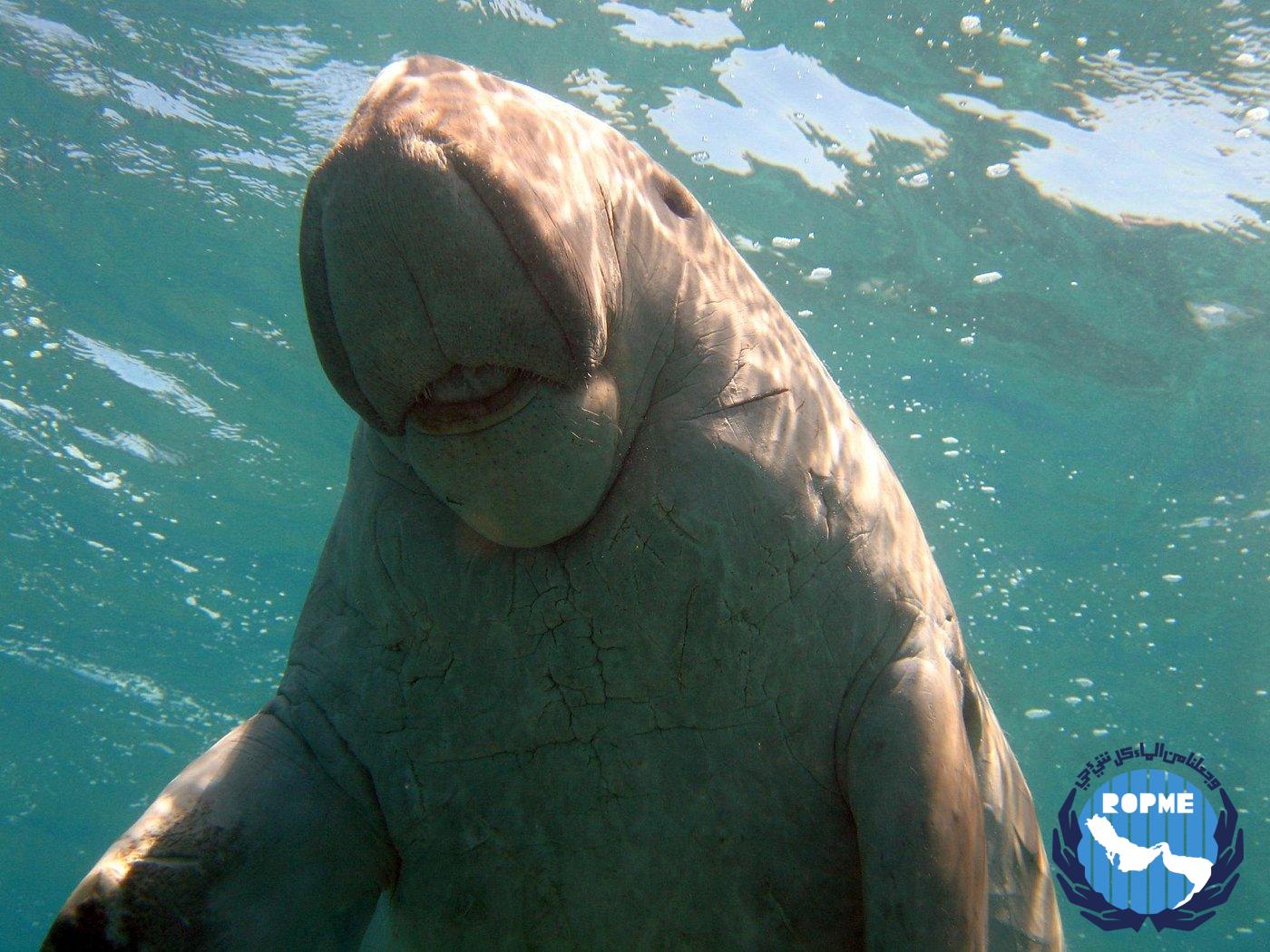 Jewels of the Northern Gulf: Kuwait’s Marine Biodiversity