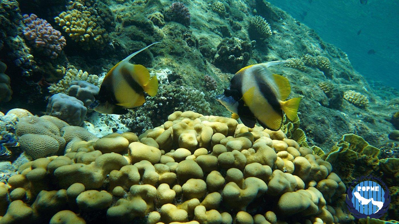 Kuwait Biodiversity News