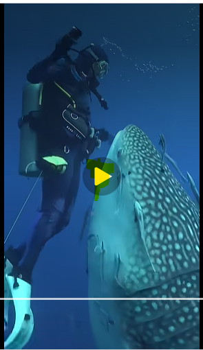 CLOSE ENCOUNTER WITH A WHALE SHARK