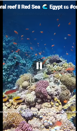 Coral reef 🪸 Red Sea